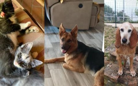 Chicco, Minni, and Zaira: Seeking Forever Homes – Let’s Adopt Them!