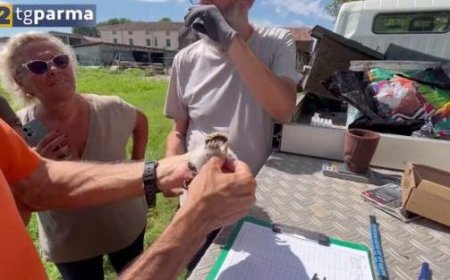 L’association LIPU commence à baguer les faucons coucous dans la basse Parme – Vidéo