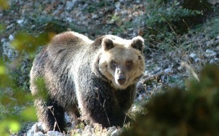 Mann von Bär in Trentino angegriffen und im Krankenhaus