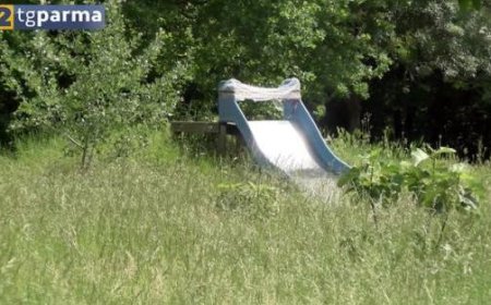 Müllhalden und vernachlässigte Grünflächen: Mehrere Meldungen – Video