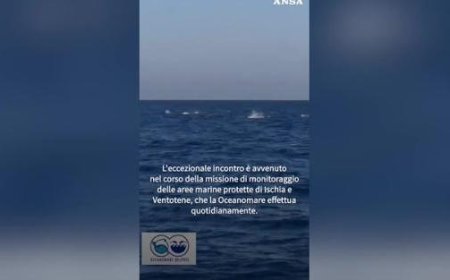 200 Delfine vor Ischia gesichtet – Ein wunderschönes Schauspiel!