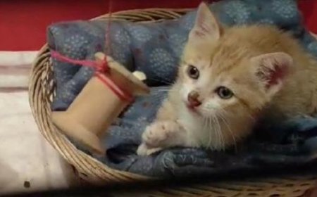 Un chaton transpercé par une flèche près de Rome, sauvé par des habitants