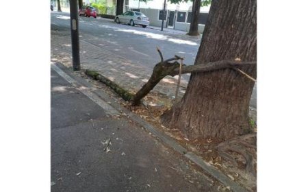 Äste auf Gehweg in Via Duca Alessandro niederfallen