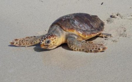 17 Caretta-Schildkröten-Nester von Marina di Massa bis Cinquale, von Forte dei Marmi bis zur Maremma entdeckt