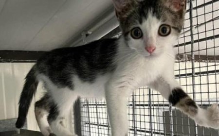 Animaux de compagnie : chiens et chats à adopter