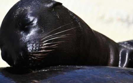 Vague de chaleur : des fruits glacés pour les animaux du zoo – Les photos