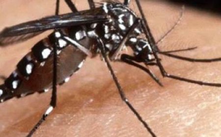 Décès d’une femme de 70 ans après une piqûre de moustique tigre : soupçon de cas de Chikungunya