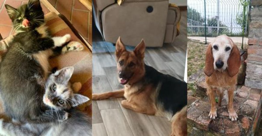 Chicco, Minni, and Zaira: Seeking Forever Homes – Let’s Adopt Them!