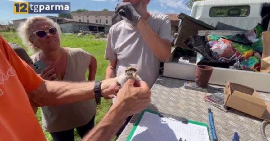 L’association LIPU commence à baguer les faucons coucous dans la basse Parme – Vidéo