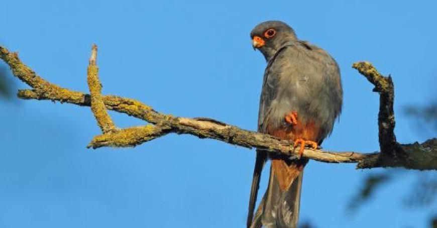 Le faucon “pieds rouges” est de retour dans sa Bassa