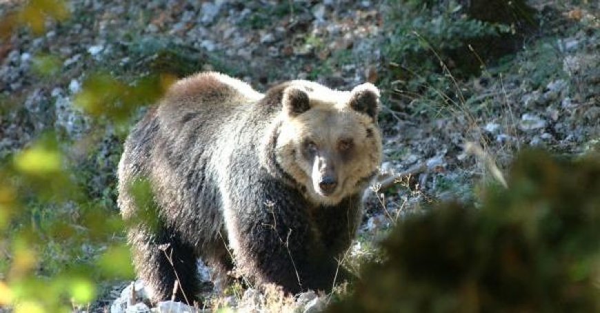 Un homme attaqué par un ours en Trentin est à l’hôpital