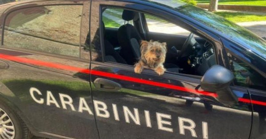 Homme signalé pour avoir pulvérisé des ruches sur des chiens