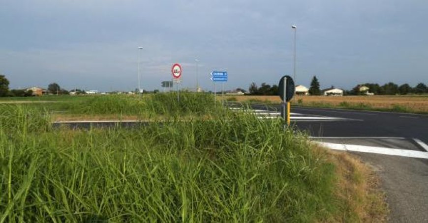 Kreuzungen in der Bassa werden zu kleinen Dschungeln: Die Gefahr wächst – Fotos