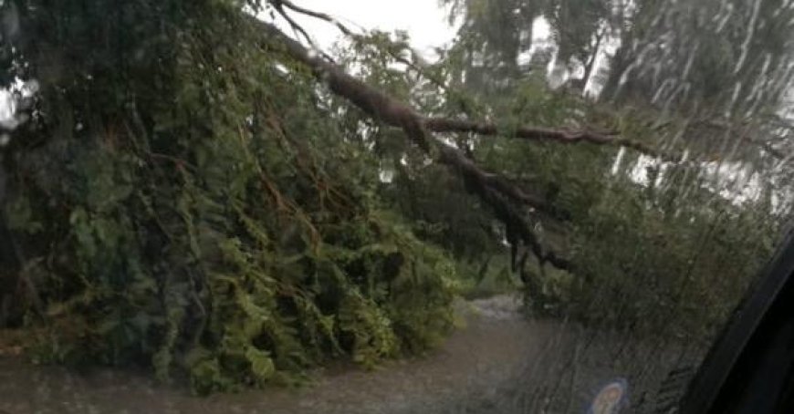 Intempéries : les pompiers travaillent dur pour sécuriser les plantes dangereuses après la tempête de la nuit dernière