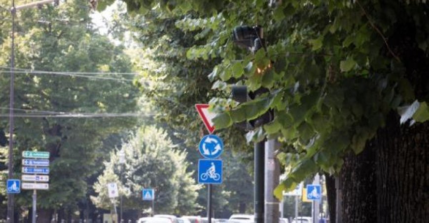 Verwirrung in Parma: Semaforen spielen Verstecken – Grünes Wachstum macht Signale unsichtbar