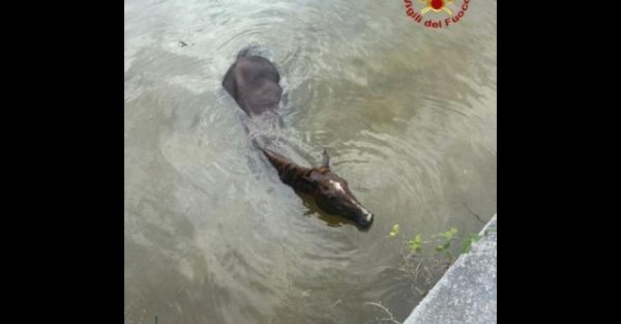 Pferd fällt in Kanal in Ravenna und wird von Feuerwehr gerettet