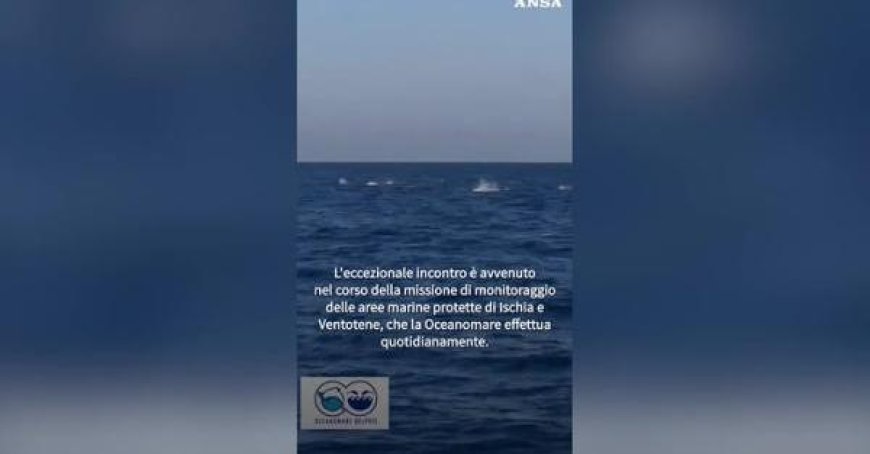 200 Delfine vor Ischia gesichtet – Ein wunderschönes Schauspiel!