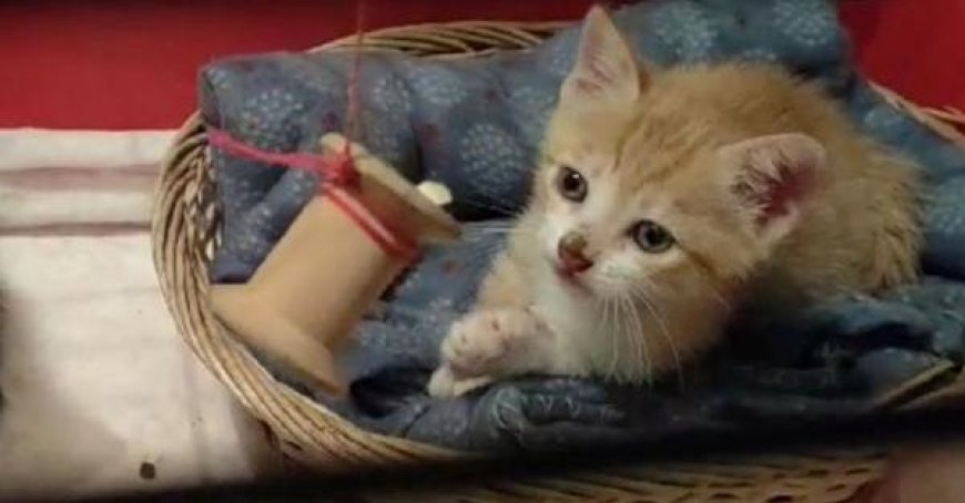 Un chaton transpercé par une flèche près de Rome, sauvé par des habitants