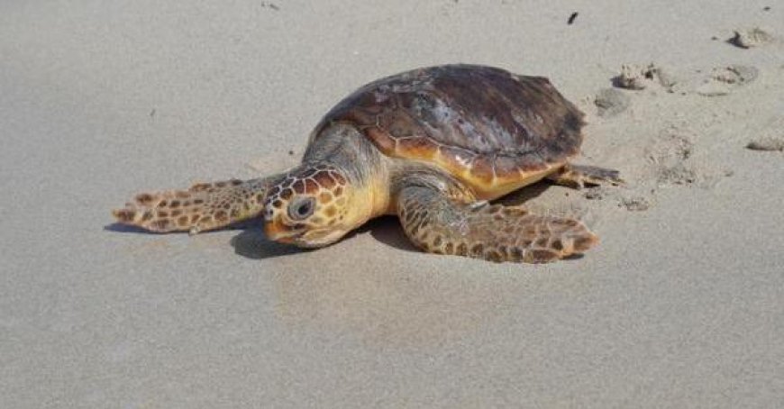 17 Caretta-Schildkröten-Nester von Marina di Massa bis Cinquale, von Forte dei Marmi bis zur Maremma entdeckt