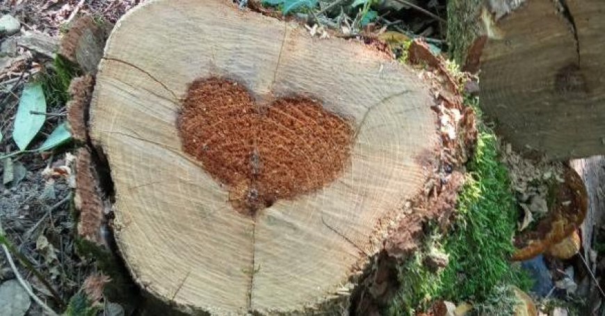 Baum mit “Herz” in den Boschi di Carrega entdeckt