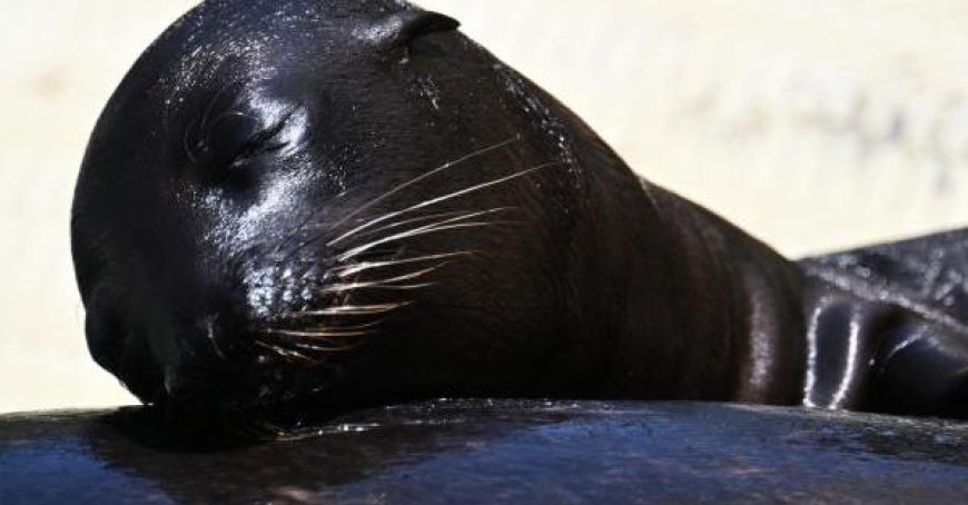 Vague de chaleur : des fruits glacés pour les animaux du zoo – Les photos