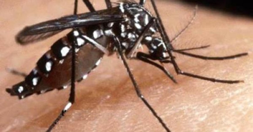 Décès d’une femme de 70 ans après une piqûre de moustique tigre : soupçon de cas de Chikungunya