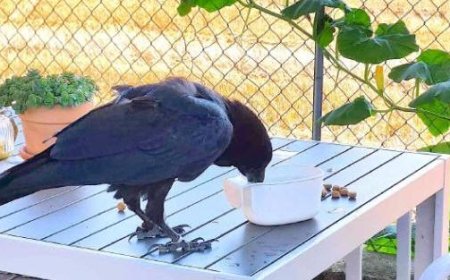 Un grand corbeau menace les habitants de Sorbolo
