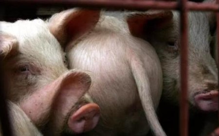 Afrikanische Schweinepest: Coldiretti fordert sofortige Maßnahmen, Unternehmen am Boden