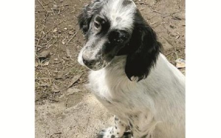 Chiot empoisonné sur les collines de Noceto : décès de la petite Lilì