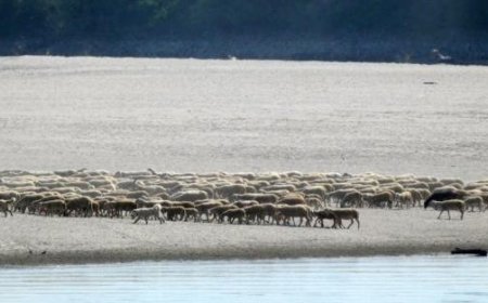 Schafsspektakel am Ufer des Po – Foto zeigt beeindruckende Szene