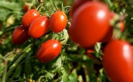 Des tomates et de l’absinthe sur le balcon pour éloigner les guêpes