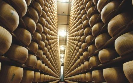 Les ventes de Parmigiano Reggiano ont augmenté de +15,1% au premier semestre