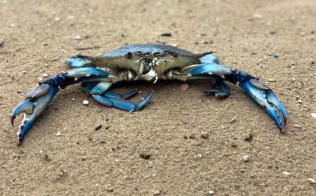 L’ancien préfet Enrico Caterino nommé commissaire extraordinaire pour le crabe bleu