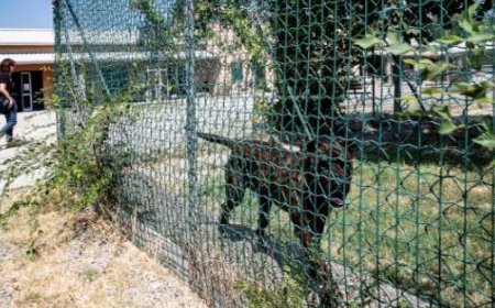 Tierheim: Gemeinde schreibt Ausschreibung für neue Verwaltung aus
