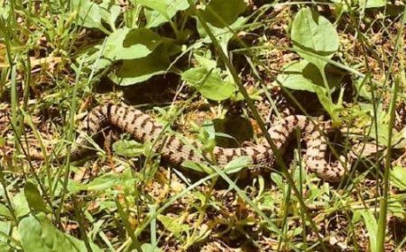 Sauvetage en action : homme mordu par un serpent en coupant l’herbe avec une tondeuse à Bedonia