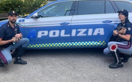 Neugeborene Kätzchen in Autobahn-Raststätte ausgesetzt: Von Polizei gerettet