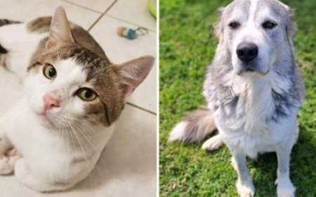 Simba and Oliver: Rescue Dogs Looking for Love After Being Surrendered by Owners