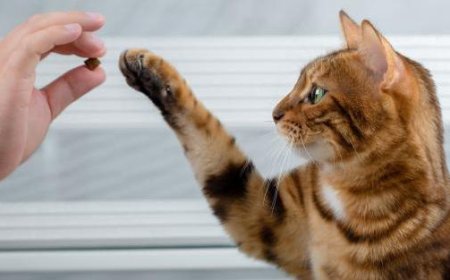 Kann man eine Katze trainieren? Vielleicht ja, aber ohne zu übertreiben…