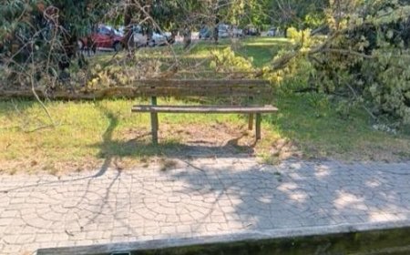 Baum stürzt auf eine Bank hinter dem Piazza Mattarella: Aber niemand greift ein