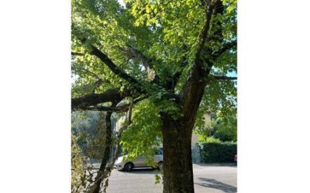 Des branches tombées dans la Via Kant après le violent vent du 7 août dernier. Les branches sont toujours là – photos