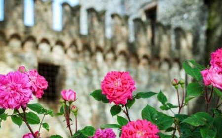 Grands spectacles de fauconnerie à mi-août : aigles et chouettes en vol au château de Tabiano