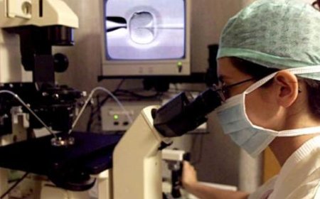Wissenschaftler aus Parma führen Schweine-Nierentransplantation durch