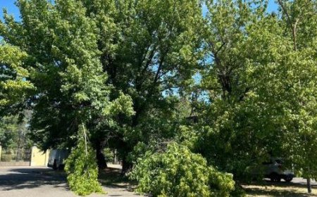 Readers express frustration over lack of intervention for fallen branches in Via Kant