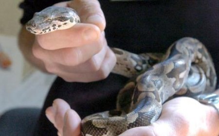 Elle garde un boa constrictor à la maison, signalée à Piombino