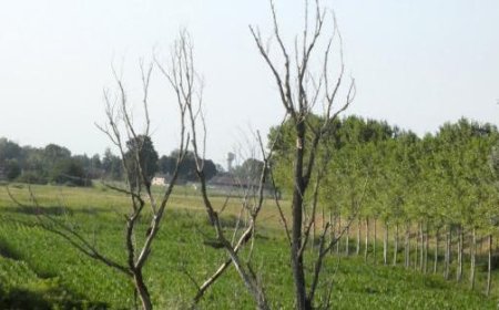 Viele tote Weiden entlang der Ufer des Po gefunden