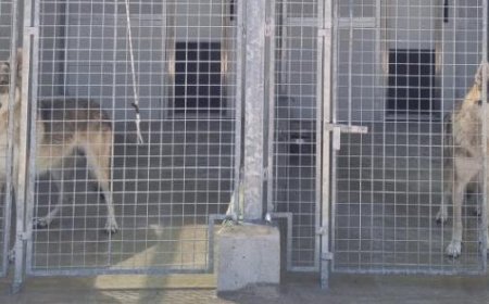 Les bénévoles : “Voici comment nous sauvons les chiens de la chaleur”