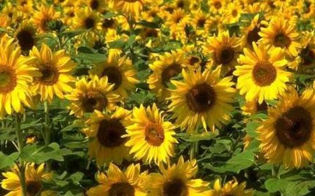 Ferragosto : un girasole célèbre l’Assomption