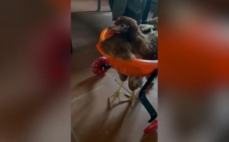 Huhn Rossini lernt zu laufen – Video