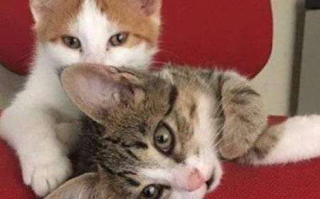 Une étude sur plus de 400 cas : même lorsque cela concerne un chien