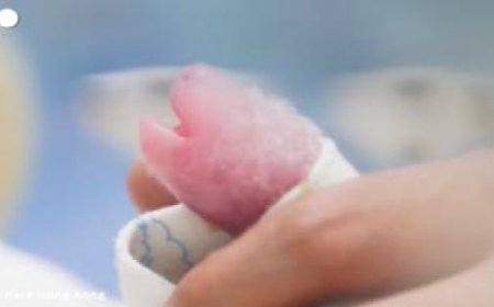 Naissance des premiers jumeaux de panda géant à Hong Kong – Vidéo: l’allaitement